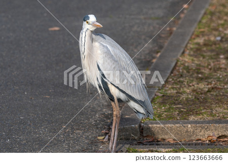 一隻蒼鷺站在人行道上 123663666