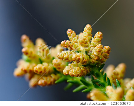 導致花粉症的日本柳杉雄花 123663673