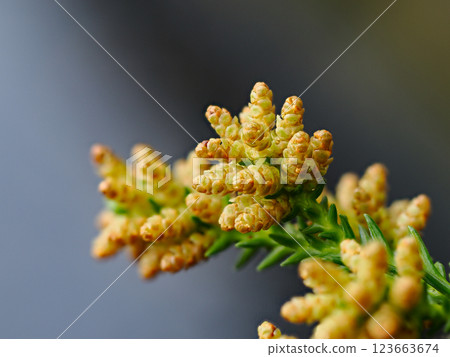 雄雪松花開放程度足以散播花粉 雄雪松花開放程度足以散播花粉 123663674