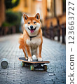 A Shiba Inu enjoying skateboarding in the city 123663727