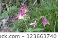 Aquilegia flower 123663740