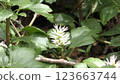 Flower blossoms 123663744