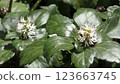 Flower blossoms 123663745