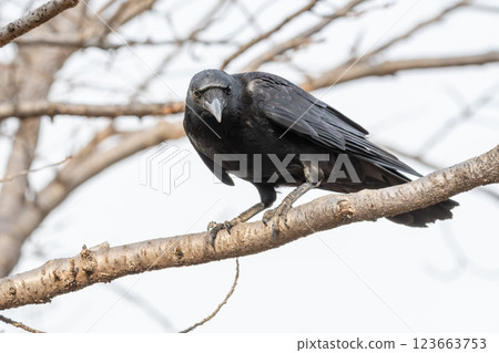 一隻大嘴烏鴉在樹枝上凝視 一隻大嘴烏鴉在樹枝上凝視 123663753
