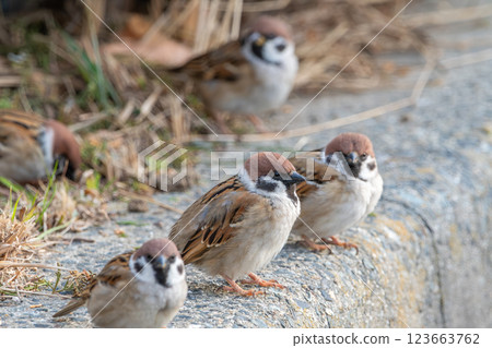 Sparrows resting in a row Sparrows resting in a row 123663762
