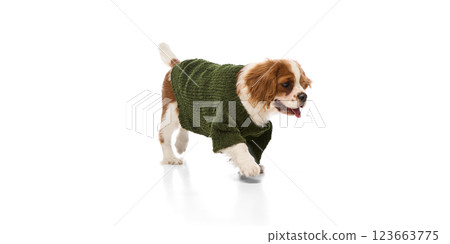 Excited purebred, little spaniel walking in soft green sweater with wagging tail against white studio background. 123663775