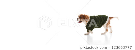 Cheerful purebred King Charles Spaniel running in stylish green sweater showing playful energy against white studio background. 123663777