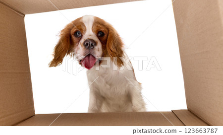Happy spaniel puppy peeking into cardboard box with joyful tongue out against white studio background. 123663787