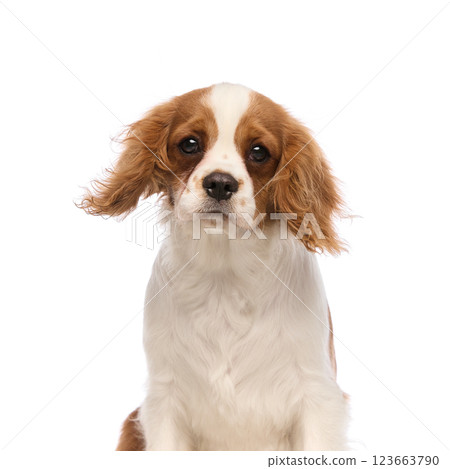 Adorable spaniel puppy looking straight with innocent eyes and fluffy ears against white studio background. 123663790