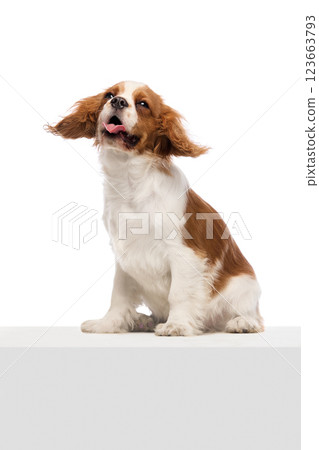 Playful spaniel puppy shaking head with ears flopping and tongue out against white studio background. 123663793