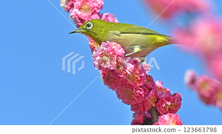 紅梅和白眼花盛開(春天的形象)(溫馨的形象) 紅梅和白眼花盛開(春天的形象)(溫馨的形象) 123663798