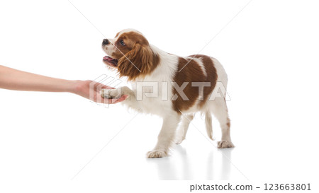 Well-behaved Cavalier King Charles Spaniel standing and raising paw for handshake against white background. 123663801