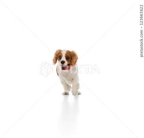 Adorable Cavalier King Charles Spaniel, little pet bounding energetically with tongue out against white background. 123663822