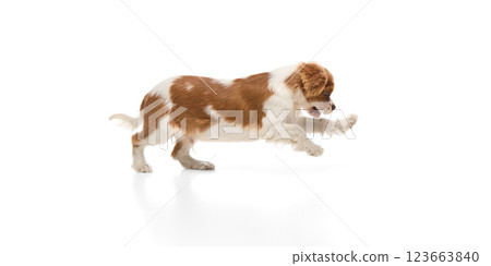 Happy purebred Cavalier King Charles Spaniel pet running with relaxed expression against white background. Happy purebred Cavalier King Charles Spaniel pet running with relaxed expression against white background. 123663840