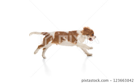 Purebred Cavalier King Charles Spaniel dog sprinting with determined gaze against white background. Purebred Cavalier King Charles Spaniel dog sprinting with determined gaze against white background. 123663842