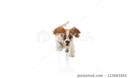 Joyful purebred Cavalier King Charles Spaniel running forward with ears flapping against white background. 123663845