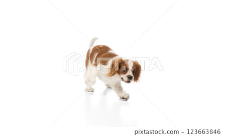 Energetic, purebred Cavalier King Charles Spaniel dog walking with alert expression against white background. 123663846