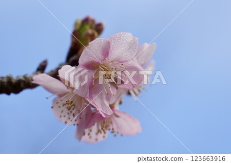 櫻花預示著春天的到來。 123663916