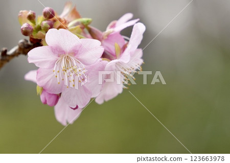 Cherry blossoms herald the arrival of spring, close-up, green background 123663978