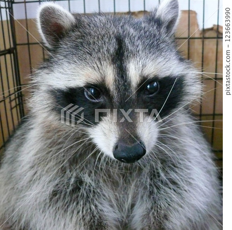 Raccoon with adorable eyes 123663990