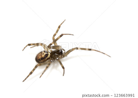 Close Up of a Defensive Long Legged Arachnid Spider on a White Background 123663991