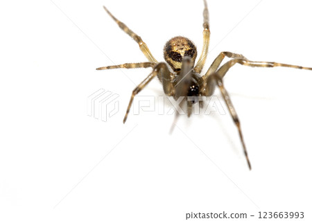 Close Up of a Defensive Long Legged Arachnid Spider on a White Background Close Up of a Defensive Long Legged Arachnid Spider on a White Background 123663993
