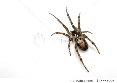 Close Up of a Defensive Long Legged Arachnid Spider on a White Background Close Up of a Defensive Long Legged Arachnid Spider on a White Background 123663996