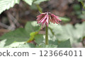 Flower of Shoddy Bakama 123664011
