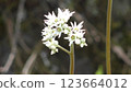 Flower of Iwayatsu 123664012