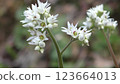 Flower of Iwayatsu 123664013