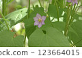 Cimicifuga japonica flower 123664015
