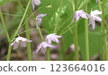 Cimicifuga japonica flower 123664016
