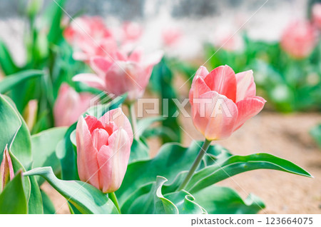 開花在春天花壇的鬱金香 123664075