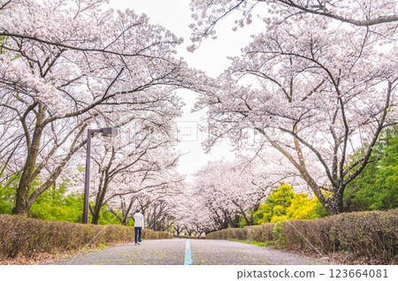 信州空中公園的春天:櫻花樹 信州空中公園的春天:櫻花樹 123664081
