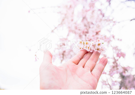 Cherry Blossom	 123664087