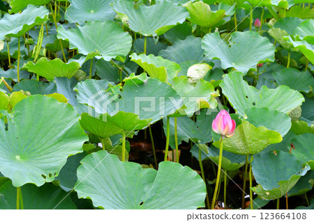 蓮花的芽 蓮花的芽 123664108