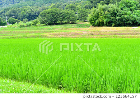 Summer rice field 123664157