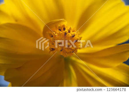 A super macro photo of a yellow Cosmos sulphureus from Luzon, Philippines. Close-up of stamen A super macro photo of a yellow Cosmos sulphureus from Luzon, Philippines. Close-up of stamen 123664178