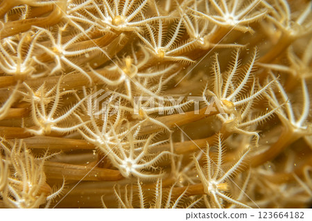 A beautiful background pattern formed by a colony of Alcyonacea soft coral 123664182
