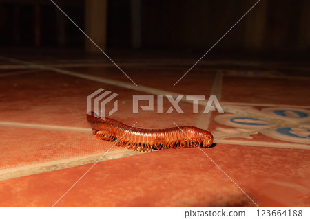 A picture of an orange Spirostreptida on orange floor tiles. This is a long, cylindrical millipede A picture of an orange Spirostreptida on orange floor tiles. This is a long, cylindrical millipede 123664188