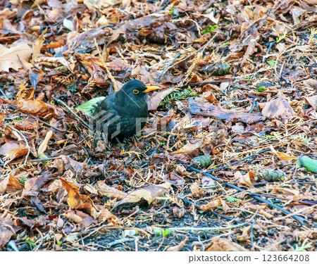 A common blackbird sits in the grass with fallen leaves. 123664208