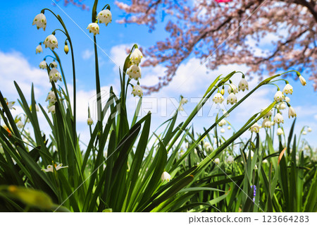 Lily of the valley blooming against a blue sky with cherry blossoms in the background 123664283