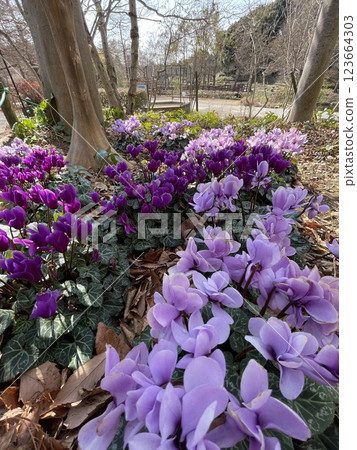 Fragrant purple cyclamen 123664303