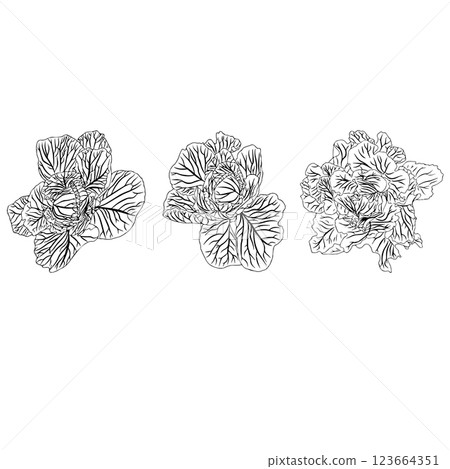Set of heads of white cabbage in doodle style. Vector illustration isolated on white background. 123664351