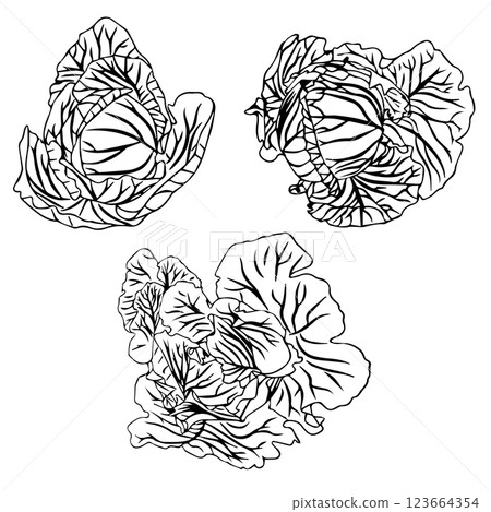 Set of heads of white cabbage in doodle style. Vector illustration isolated on white background. 123664354
