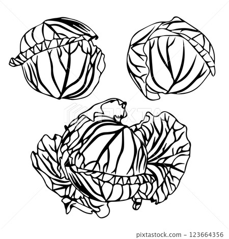 Set of heads of white cabbage in doodle style. Vector illustration isolated on white background. 123664356