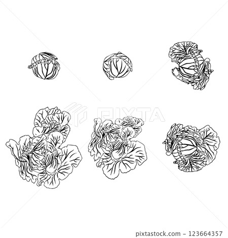 Set of heads of white cabbage in doodle style. Vector illustration isolated on white background. 123664357
