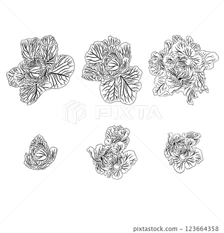 Set of heads of white cabbage in doodle style. Vector illustration isolated on white background. 123664358