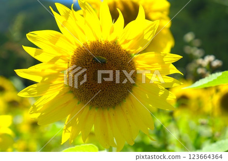 向日葵與花甲蟲 [京都府南丹市深山茅葺村] 123664364