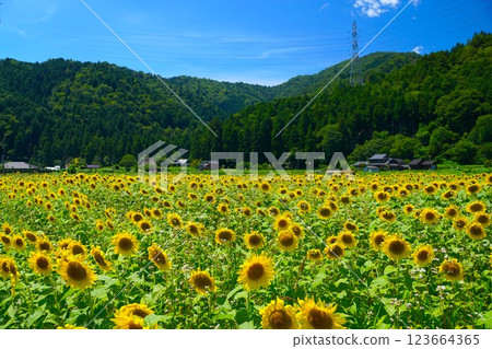 夏天藍天和向日葵領域 123664365